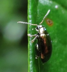 Psylliodes brettinghami