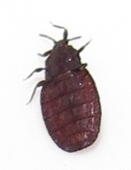 Paraneurus ruandae multifarius