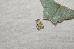 Aemene obscura