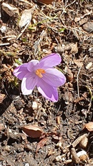 Crocus neglectus