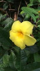 Allamanda cathartica