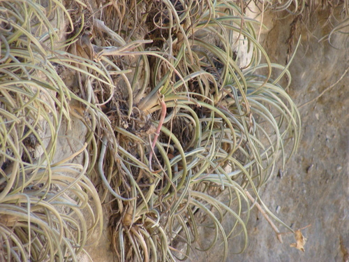Tillandsia pueblensis, photograph 4
