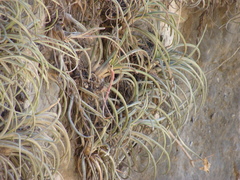 Tillandsia pueblensis, photograph (c) Alexis López Hernández, some rights reserved (CC BY)