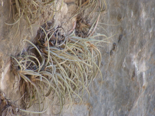 Tillandsia pueblensis, photograph 5