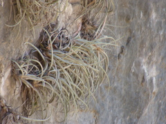 Tillandsia pueblensis, photograph (c) Alexis López Hernández, some rights reserved (CC BY)