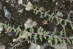 Myricaria bracteata
