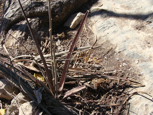 Hechtia rosea, photograph 1