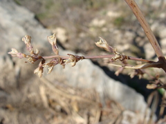 Hechtia rosea, photograph (c) Alexis López Hernández, some rights reserved (CC BY)
