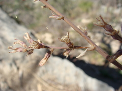 Hechtia rosea, photograph (c) Alexis López Hernández, some rights reserved (CC BY)
