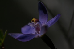 Thelymitra x merraniae