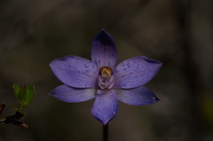 Thelymitra x merraniae