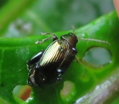 Psylliodes brettinghami