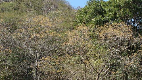 Image of Cordia gerascanthus by (c) Alexis López Hernández, some rights reserved (CC BY)