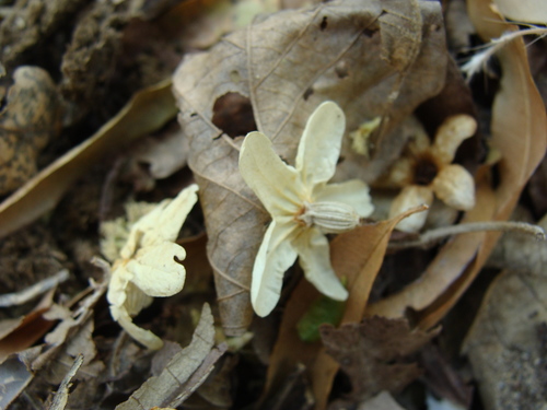 Image of Cordia gerascanthus by (c) Alexis López Hernández, some rights reserved (CC BY)