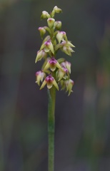 Genoplesium pumilum