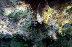 Alloblennius pictus