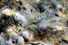 Alloblennius pictus
