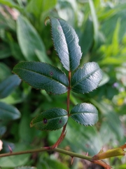 Rosa sempervirens
