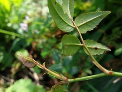 Rosa sempervirens