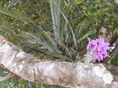 Cattleya