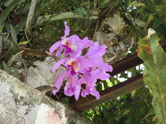 Cattleya