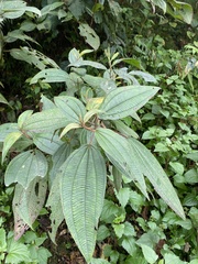 Oxyspora paniculata
