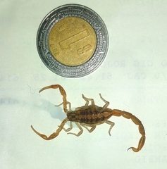 Centruroides balsasensis