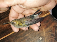 Lampornis