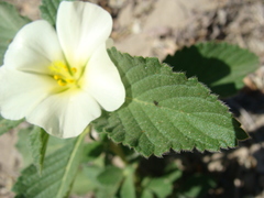 Turnera velutina, photograph Alexis López Hernández, CC BY, iNaturalist via GBIF