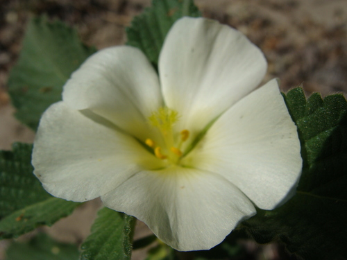 Turnera velutina, photograph 3