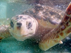 Caretta caretta