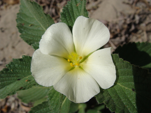 Turnera velutina, photograph 5
