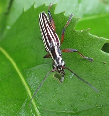 Navomorpha lineata