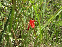 Periandra coccinea