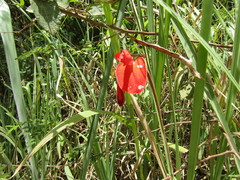 Periandra coccinea