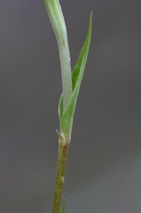 Pterostylis decurva