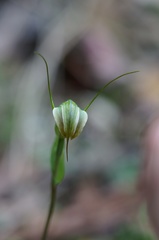 Pterostylis decurva