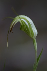 Pterostylis decurva
