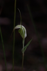 Pterostylis decurva
