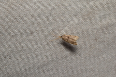 Deltoplastis apostatis