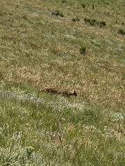 Leptailurus serval serval