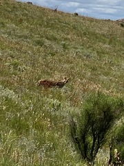 Leptailurus serval serval