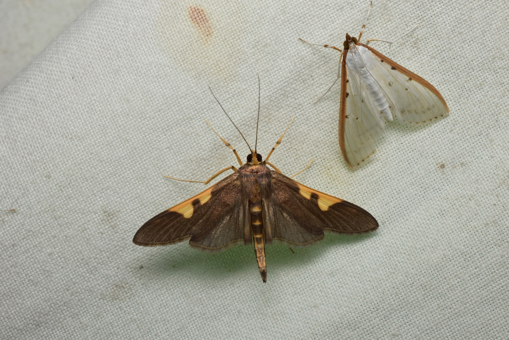 Nosophora insignis