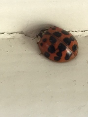 Harmonia axyridis