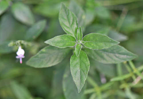 White Ribbon Flower