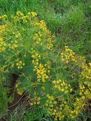 Prangos ferulacea