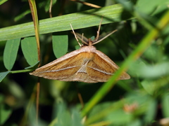 Chariaspilates formosaria