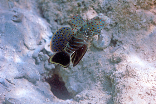 Harlequin Prawn-goby — seen at this dive site