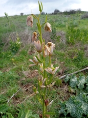 Fritillaria persica