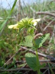 Scrophularia galilaea